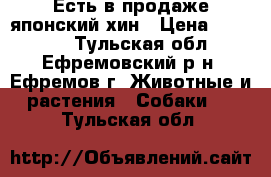 Есть в продаже японский хин › Цена ­ 20 000 - Тульская обл., Ефремовский р-н, Ефремов г. Животные и растения » Собаки   . Тульская обл.